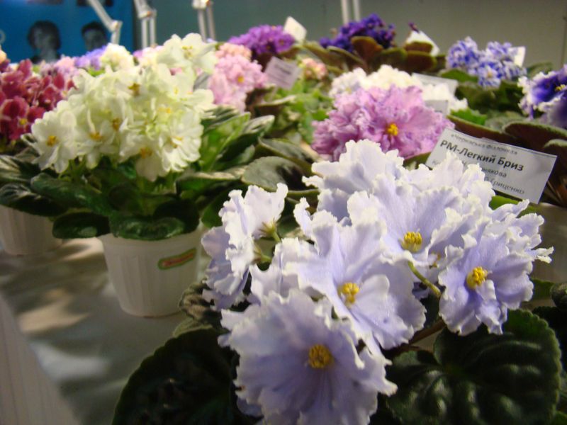 DSC01320.JPG