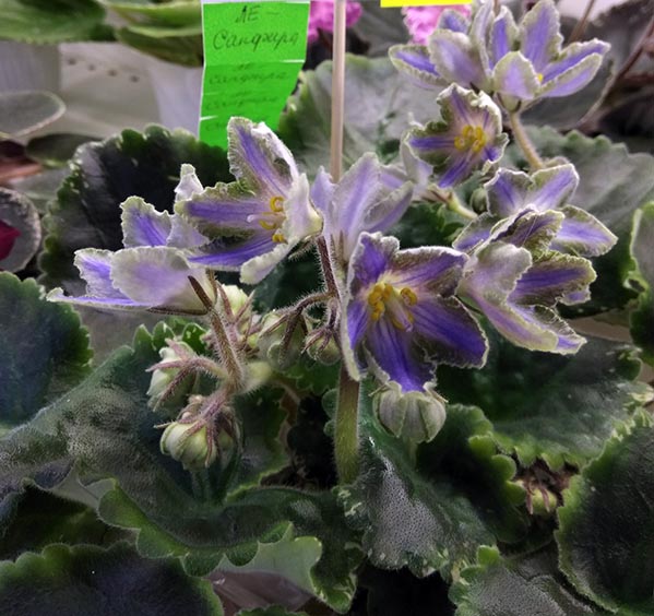 Галицкая_ЛЕ-Сапфира.jpg