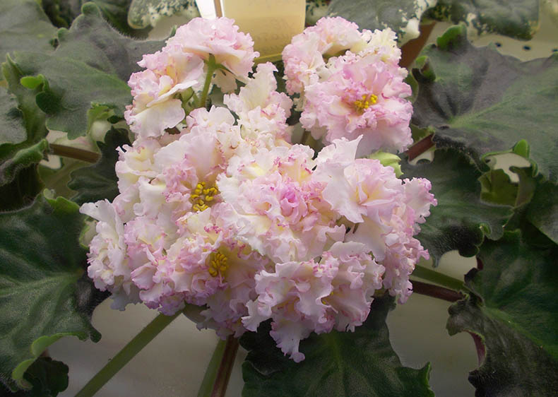 Кузина_ЛЕ-Злато Скифов.jpg
