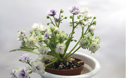 Optimara Little Moonstone_1.png
