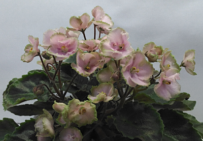 Rob's Antique Rose.png