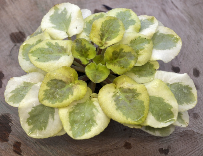 Наша Катюша(Марины Куренковой.)