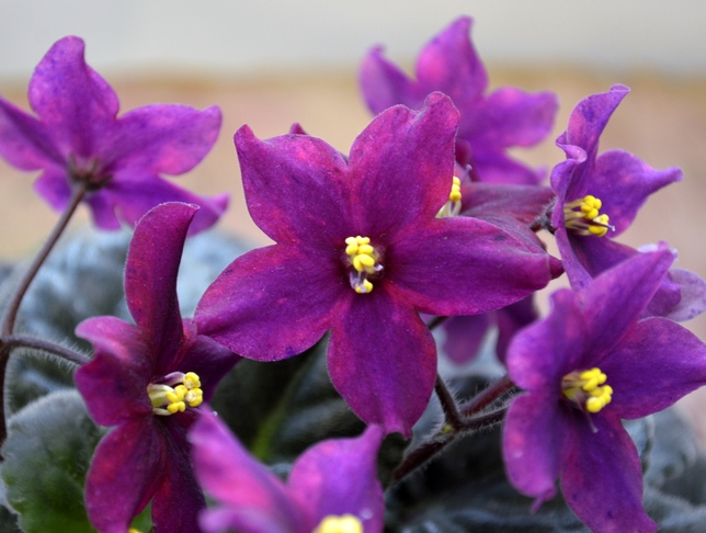 Ma's Fleur de Lis (O.Robinson)
