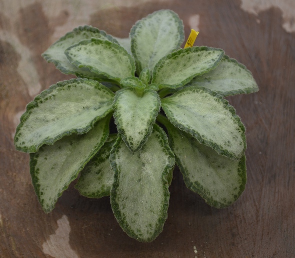 sinensis 'Betty'