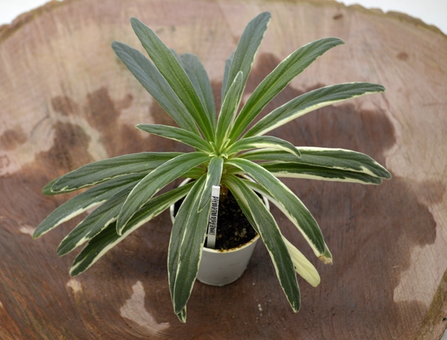 Primulina linearifolia variegata