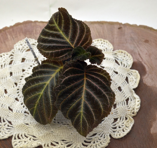 Pearcea hypocyrtiflora