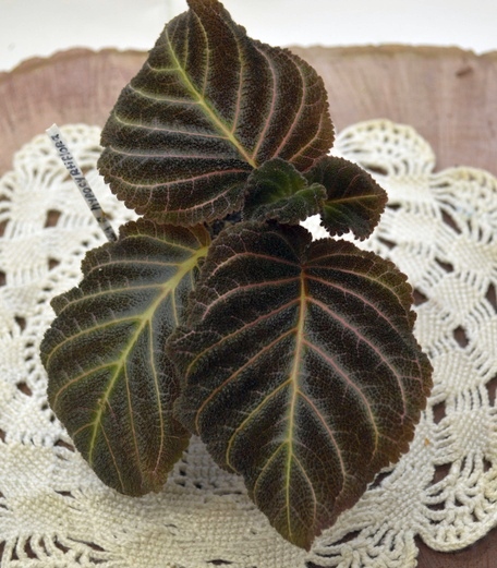 Pearcea hypocyrtiflora