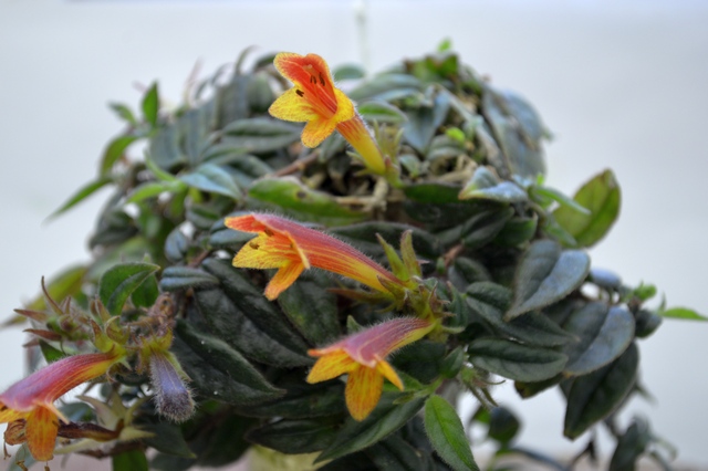 Coltrichanantha-Midget