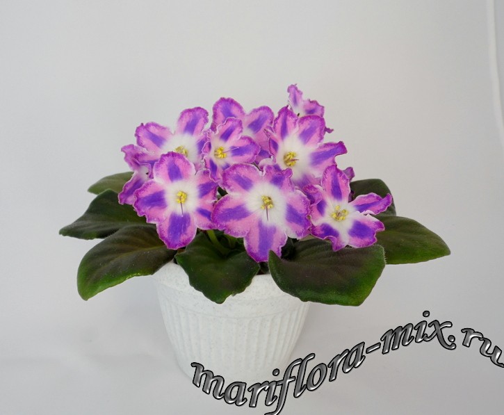SAM_7034 НД-Битва Желаний.jpg