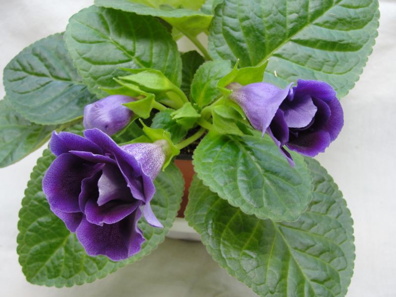 SRG's Sterling Purple.jpg