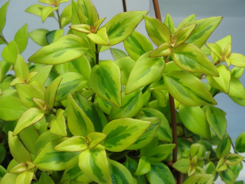 N.Gregarius Sarah.jpg