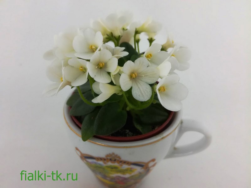 , ЛЕ-Принцесса Лея