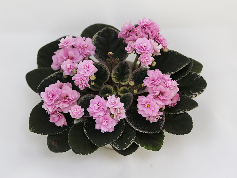 3 - Cajun's Roses Anyone (B. Thibodeaux)  Н.Дорофеев.JPG