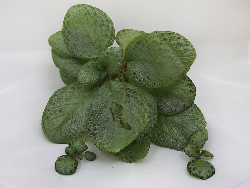 3 - Episcia ФЛО-Сжатая Ткань (И.Юмина)  В.Киселева.JPG