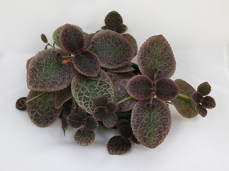 2 - Episcia Butternut  Е.Прудкова.JPG