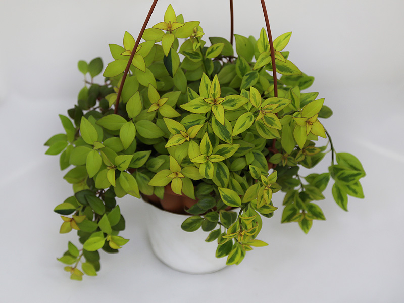 1 - Nematanthus gregarius Sarah  Е.Прудкова.JPG