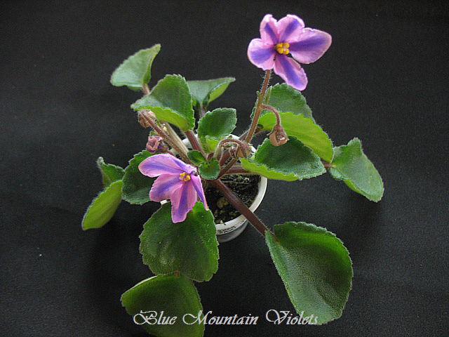 Blue Mountain Sapphire (D. Dick).jpg