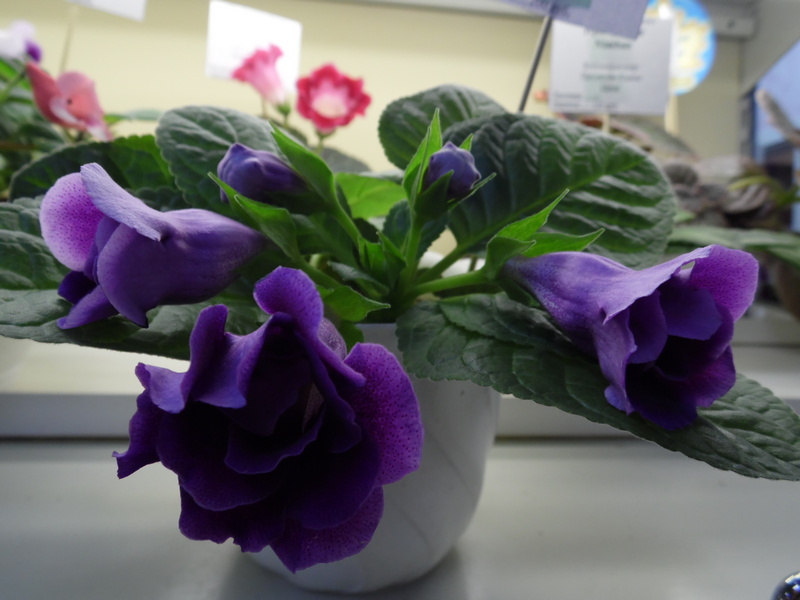 SAM_8113 глоксиния SRG's Sterling Purple.jpg