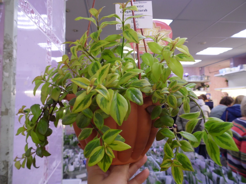 SAM_8148 Nematanthus Gregarius Sarah.jpg