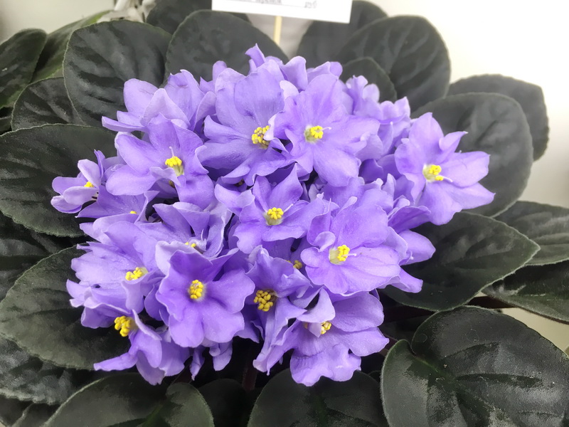 Rhapsodie Clementine ,Патрушева.JPG