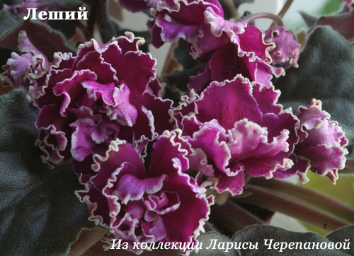 Леший.jpg