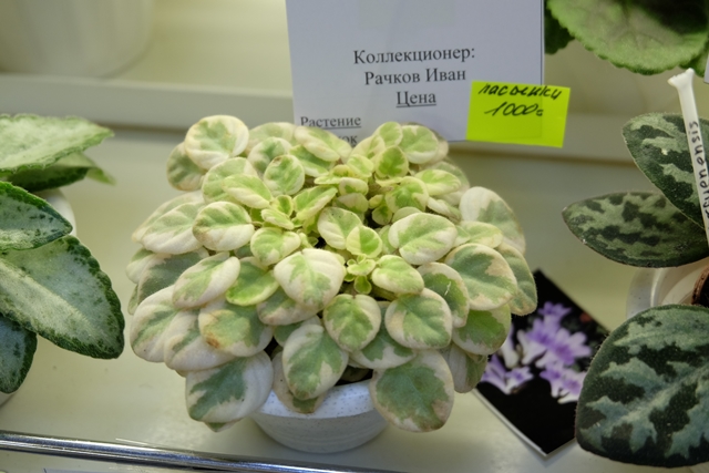 DSCF8299.JPG