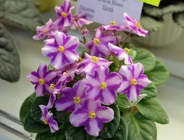 DSCF8300.JPG