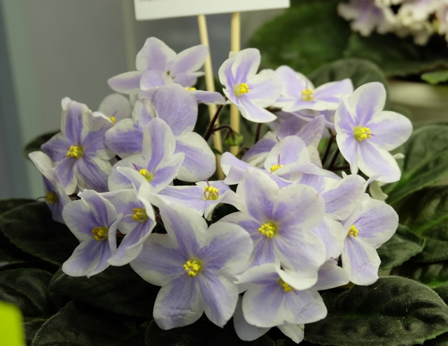 DSCF8301.JPG