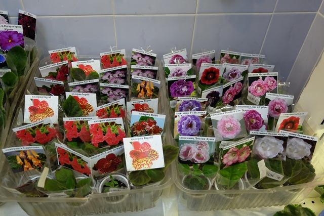 DSCF8326.JPG