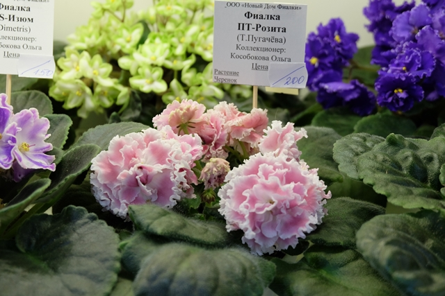 DSCF8335.JPG