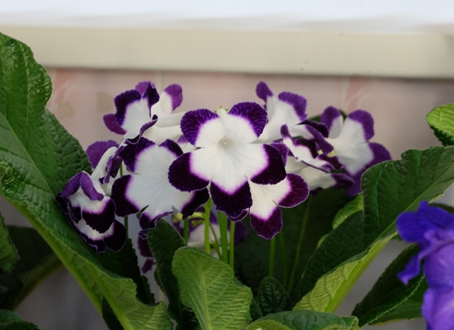 DSCF8410.JPG