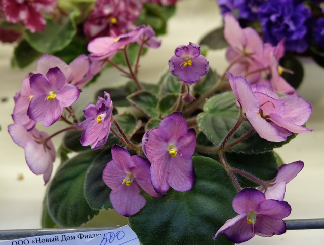 DSCF8393.JPG