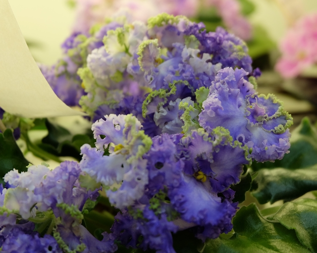 Curly Ocean (Дорофеев)