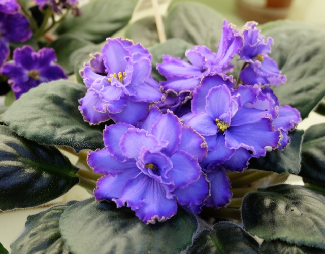 Blue Dragon (Клещукова Т.)
