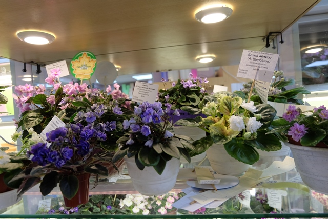 DSCF8504.JPG