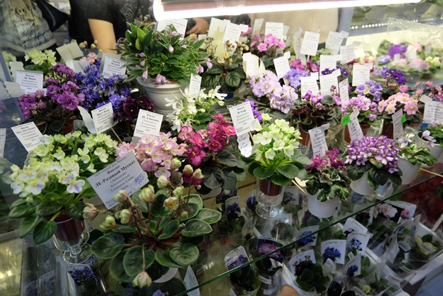 DSCF8514.JPG