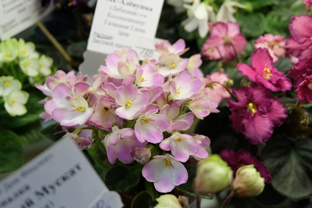 DSCF8517.JPG