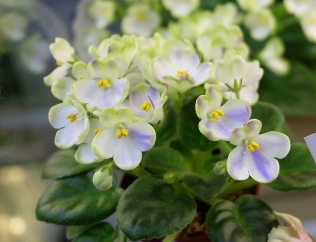 DSCF8519.JPG