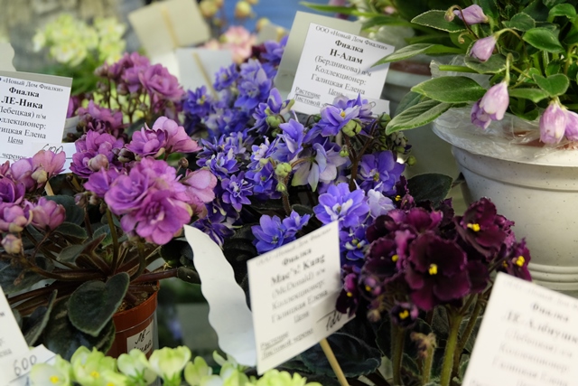 DSCF8520.JPG