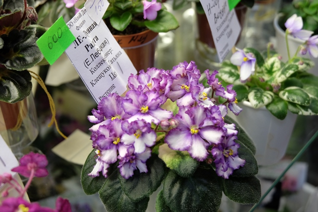 DSCF8521.JPG