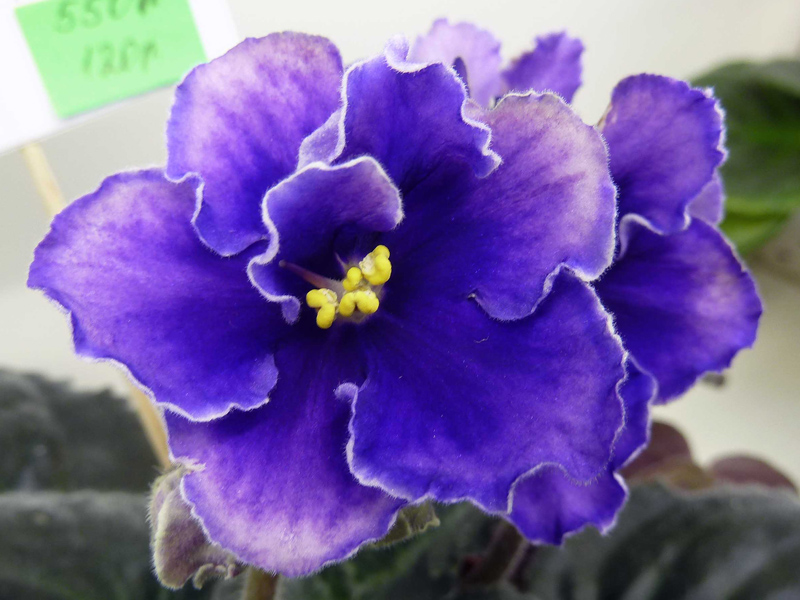 РМ-Петергоф. Калгины.jpg