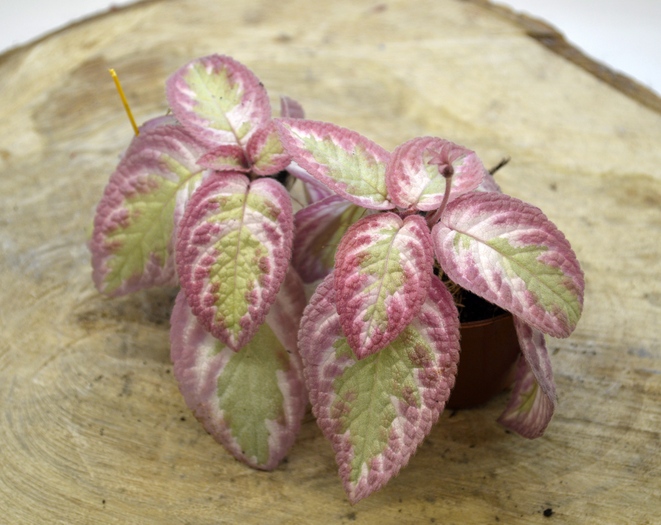 Pink Brocade