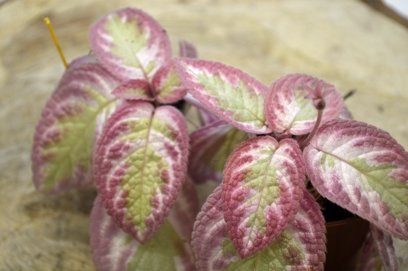Pink Brocade