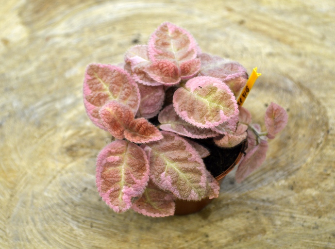 Pink Smoke