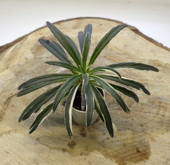 Primulina linearifolia variegata