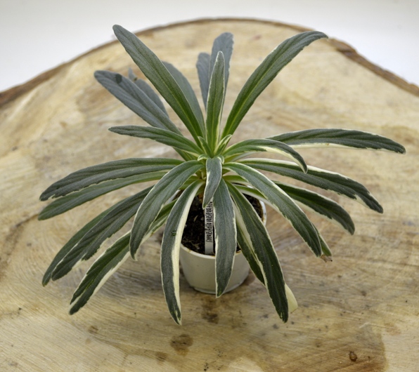 Primulina linearifolia variegata