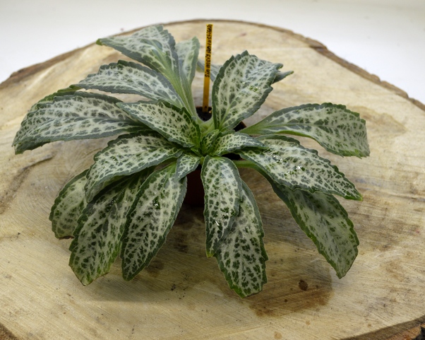 Primulina dryas 'Angustifolia