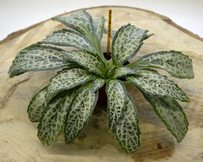 Primulina dryas 'Angustifolia
