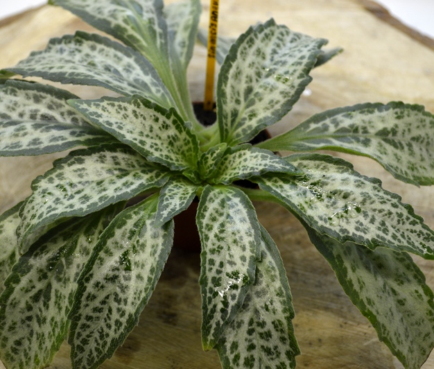Primulina dryas 'Angustifolia