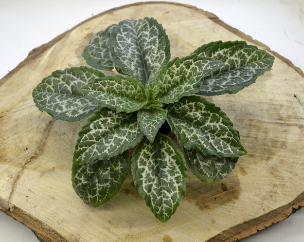 Примулина Sinensis 'Hisako'